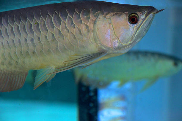 istock Like a Fish in Water - Kuala Lumpur, Malaysia. 526259811