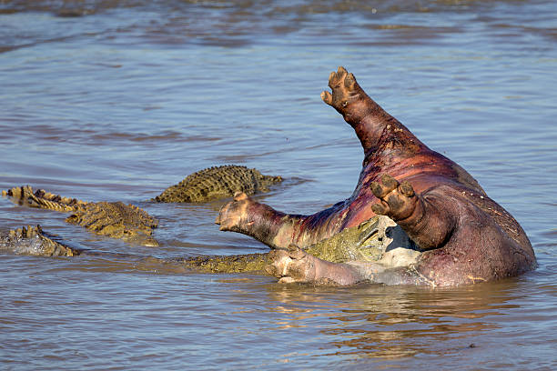 krokodile extrafrühes, ein nilpferd karkasse im krüger national park - kruger national park hippopotamus animal mouth animal stock-fotos und bilder