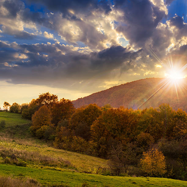 istock trees near valley in mountains  at sunset 526260105