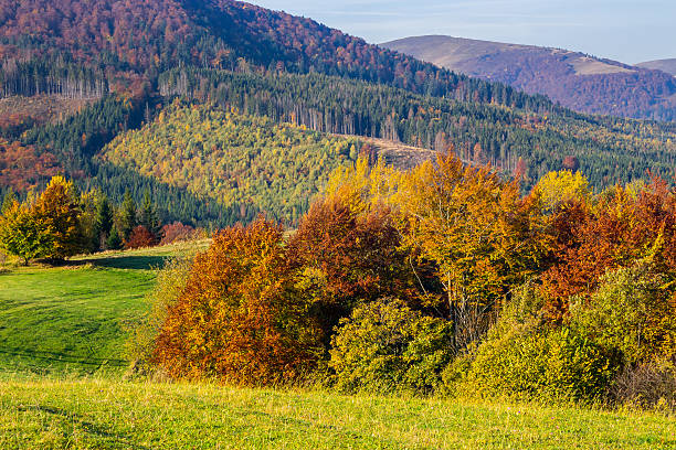 istock trees near valley in mountains  on hillside 526260385