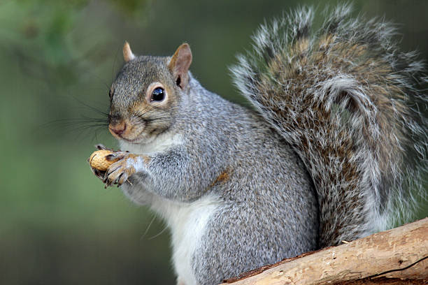 Squirrel with a Peanut A gray squirrel holding a peanut. squirrel stock pictures, royalty-free photos & images
