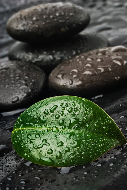 istock Zen stones and leaves with water 526260893