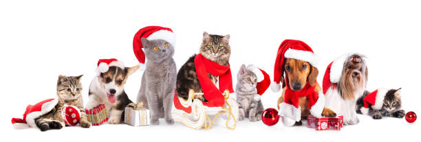 istock Christmas cat and dog 526262569