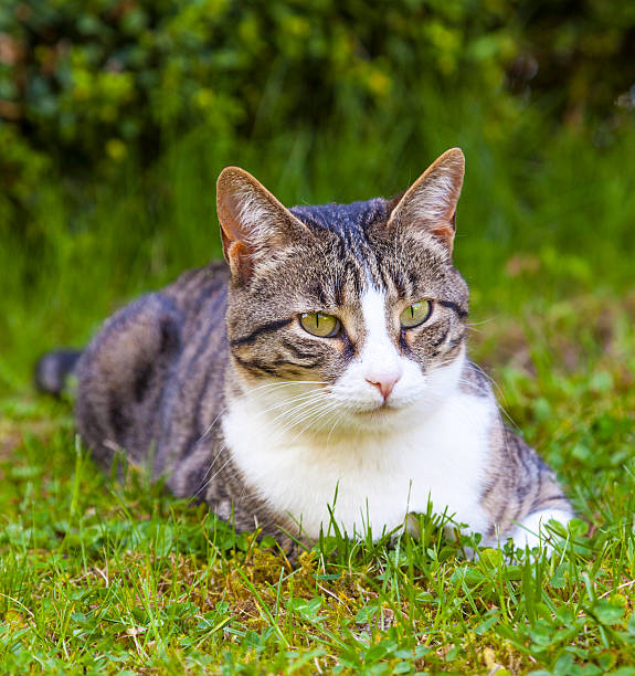 istock cute cat relaxing in the garden 526268931
