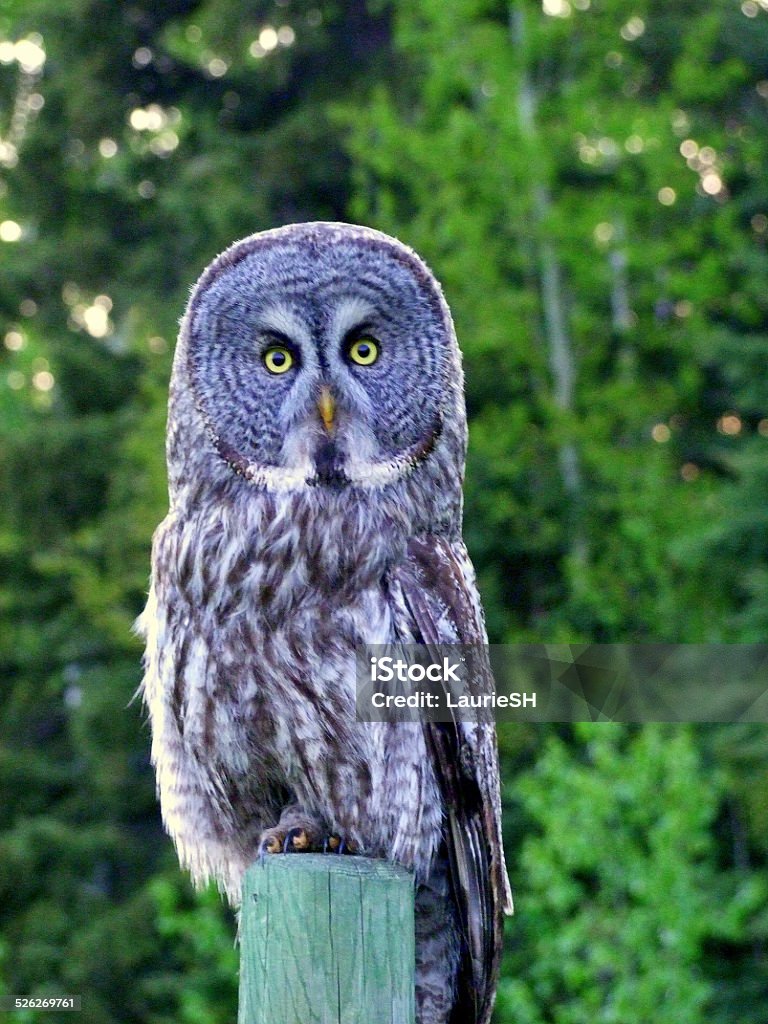 Great Grey Owl Great grey owl sitting on a fence post Agricultural Field Stock Photo