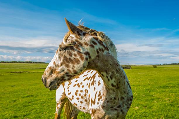 Camera Shy Appaloosa Horse Appaloosa Horse enjoying the sun.  appaloosa stock pictures, royalty-free photos & images