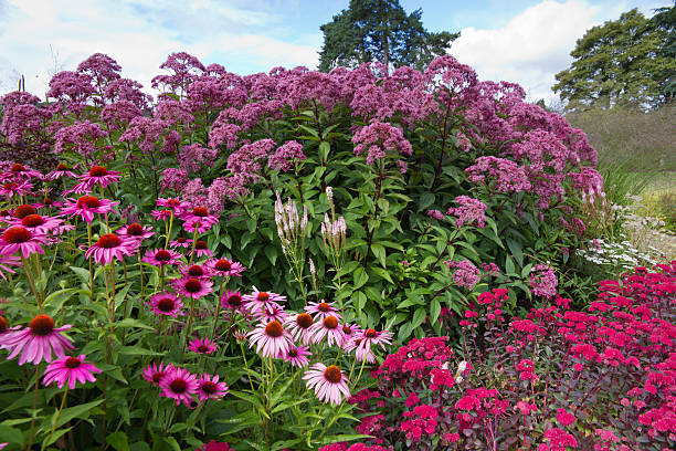 Hot pink summer herbaceous perennial flower border. stock photo