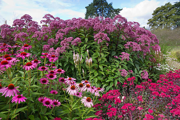ярко-розовый летний herbaceous многолетний цветок границы. - succulent plant sedum temperate flower perennial стоковые фото и изображения