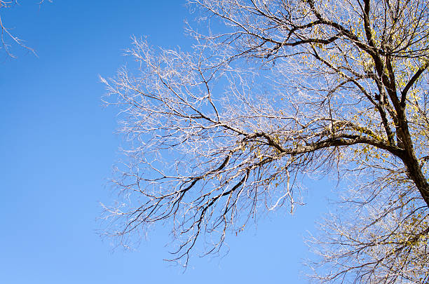 istock tree branch and the sky, colorado 526271833