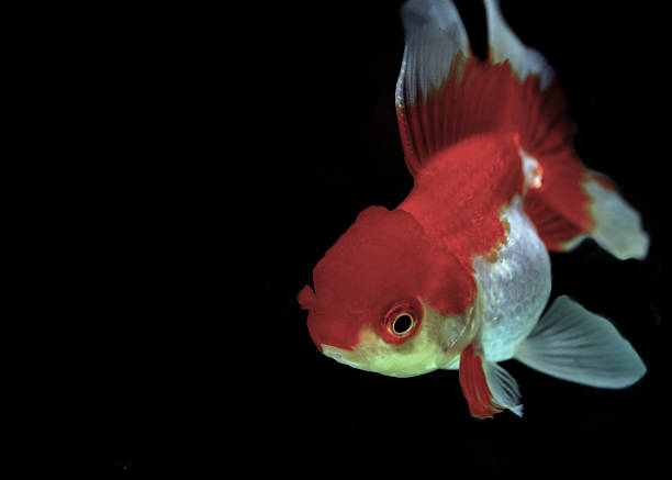 istock goldfish isolated on black background 526272163