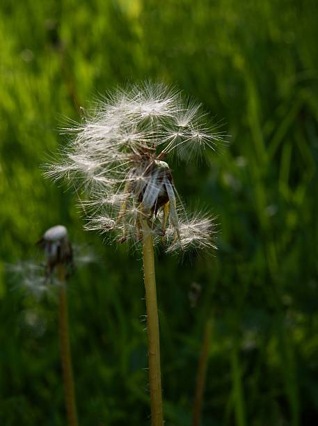 istock dandelion with seeds and blow-balls 526272230