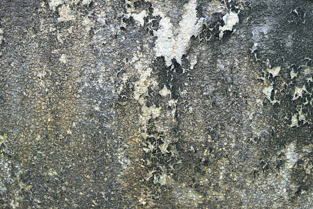istock Old stone wall with dry moss and lichen 526272801