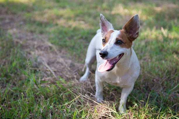 jack russel jack russel on a green spring grass aufzucht stock pictures, royalty-free photos & images