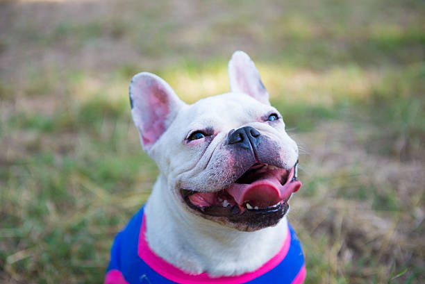 istock Dog French Bulldog 526273105
