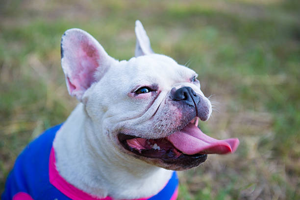 istock Dog French Bulldog 526273107
