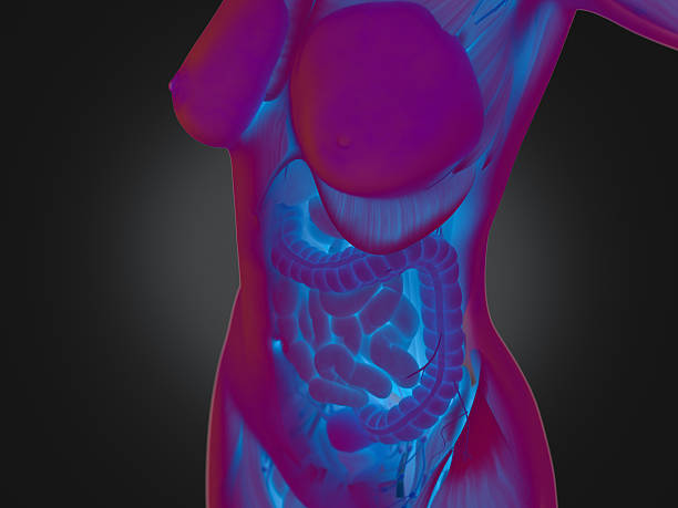 istock Female human anatomy, torso showing intestines. 526273540