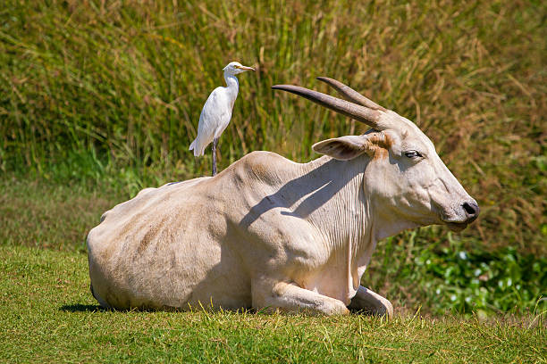 istock Bird sitting on the cow 526273985