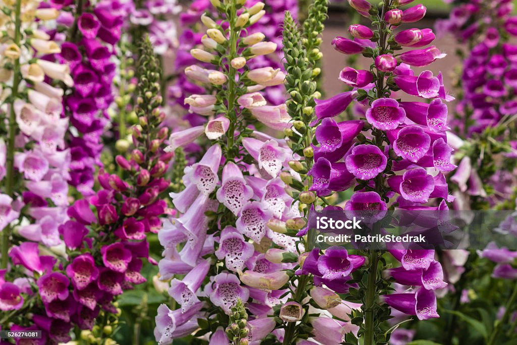 colorful foxglove flowers Foxglove Stock Photo