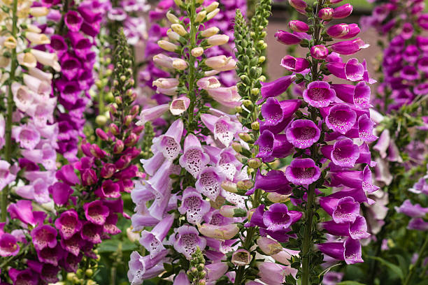 colorful foxglove flowers colorful foxglove flowers foxglove photos stock pictures, royalty-free photos & images