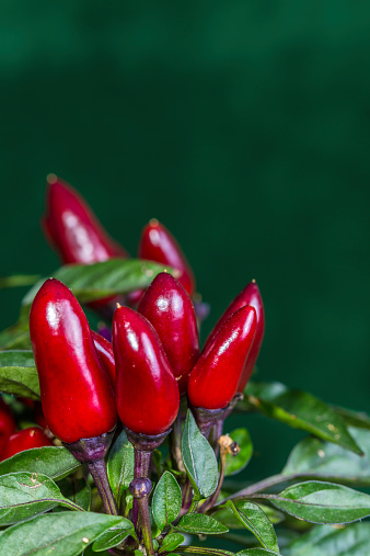 red chilli pepper on a bush
