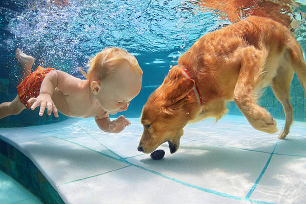 istock Little child swim underwater and play with dog 526275372