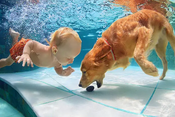 Photo of Little child swim underwater and play with dog