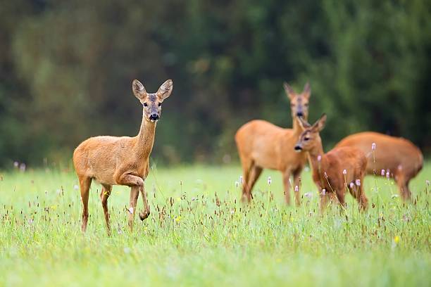 istock Roe-deer with family in the wild 526275379