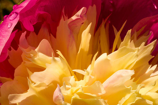 istock Yellow and pink peony abstract 526275491