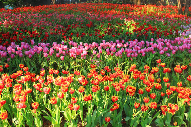 istock multicolored tulips in the garden, tulip field 526275563