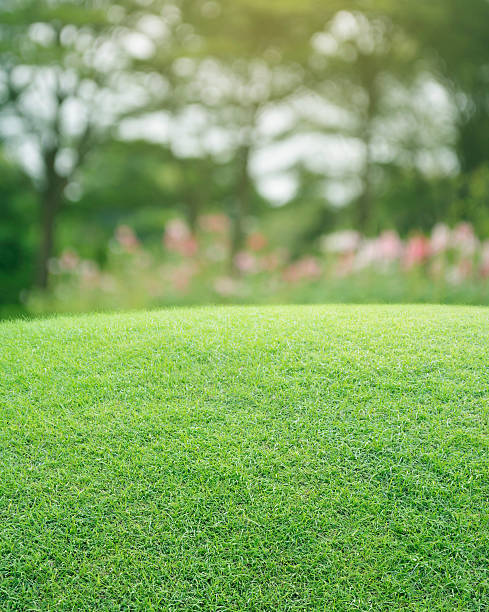 istock Green grass field with blurred pink flower and tree 526276466
