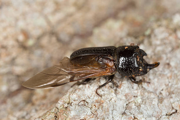 istock Male Rhinoceros beetle, Sinodendron cylindricum with one missing elytron 526276683