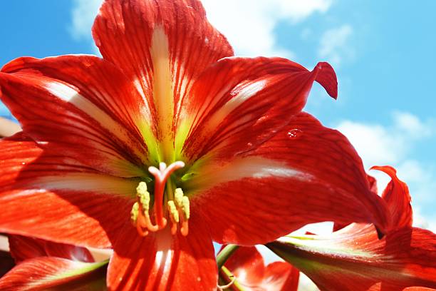 blumen - globe lily stock-fotos und bilder