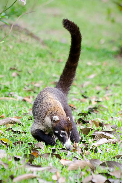 istock coatimundi, Nasua narica 526277502