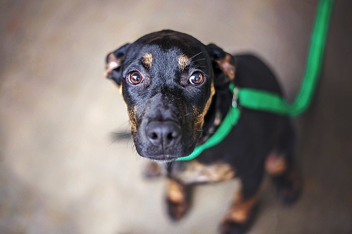 Scared dachshund mixed breed dog in animal shelter.