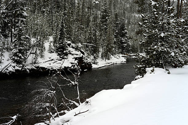 Douglas Fir covered with snow in Yellowstone National Park Madison River