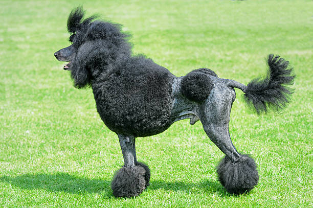 istock Black royal poodle standing on green field. 526278200
