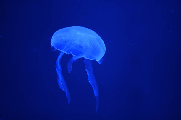istock Glowing jellyfish in the dark 526278608
