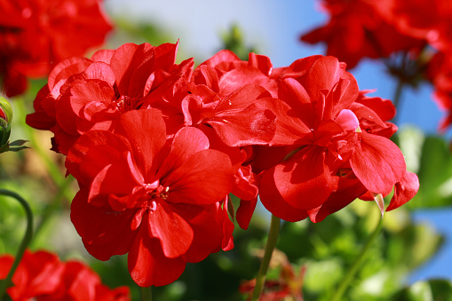 Geraniums are among the favorite garden and balcony plants
