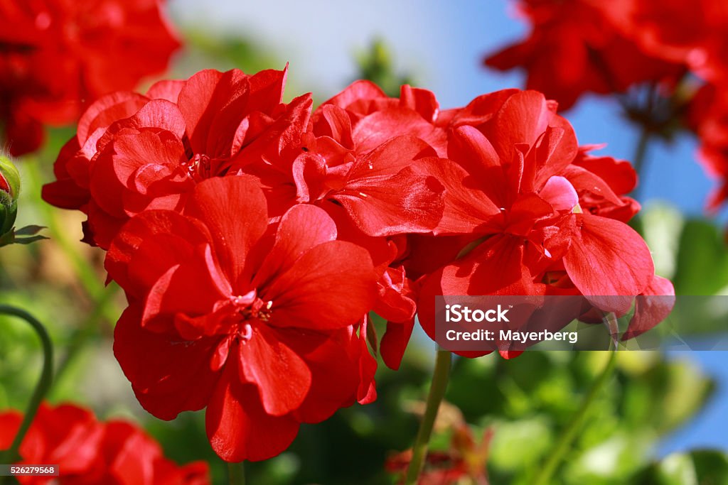 Beautiful red Geraniums flowers Geraniums are among the favorite garden and balcony plants Geranium Stock Photo