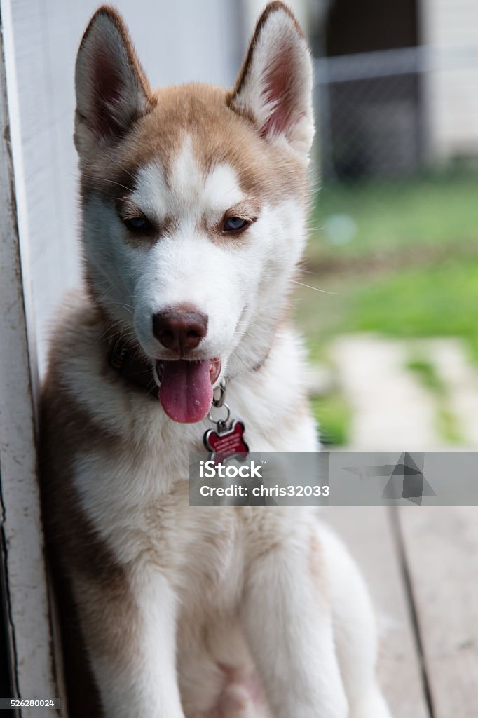 Kylo day in the sun Kylo relaxing on the porch Animal Stock Photo