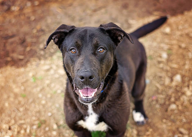German Shepherd X Labrador Puppies Black And White New Arrivals
