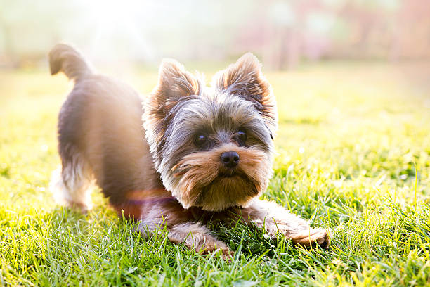 yorkshire terrier en attente pour jouer - aller chercher photos et images de collection