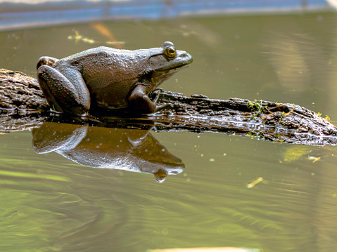 Close up of a bullfrog sitting on a log in a pond