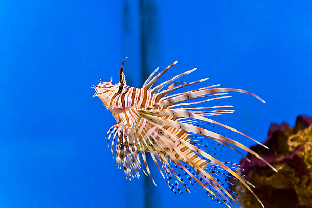 istock Pterois volitans in blue water 526280634