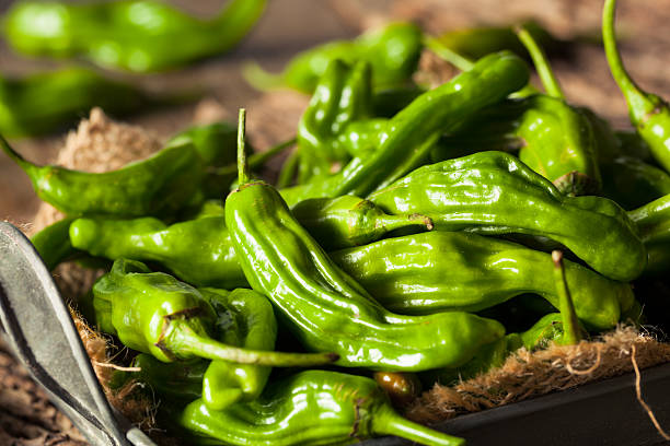 Raw Organic Green Shashito Peppers Ready to Cook With