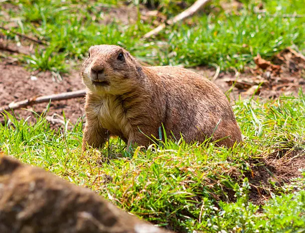 Photo of Poised Gopher