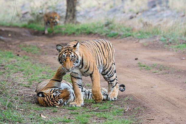istock Bengal tigers (Panthera tigris tigris) are fighting, wildlife shot 526281628