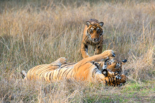 istock Bengal tigers (Panthera tigris tigris) are fighting, wildlife shot 526281706