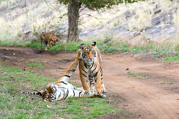 istock Bengal tigers (Panthera tigris tigris) are fighting, wildlife shot 526281768