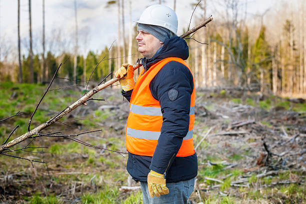istock Lumberjack in the woods 526281774